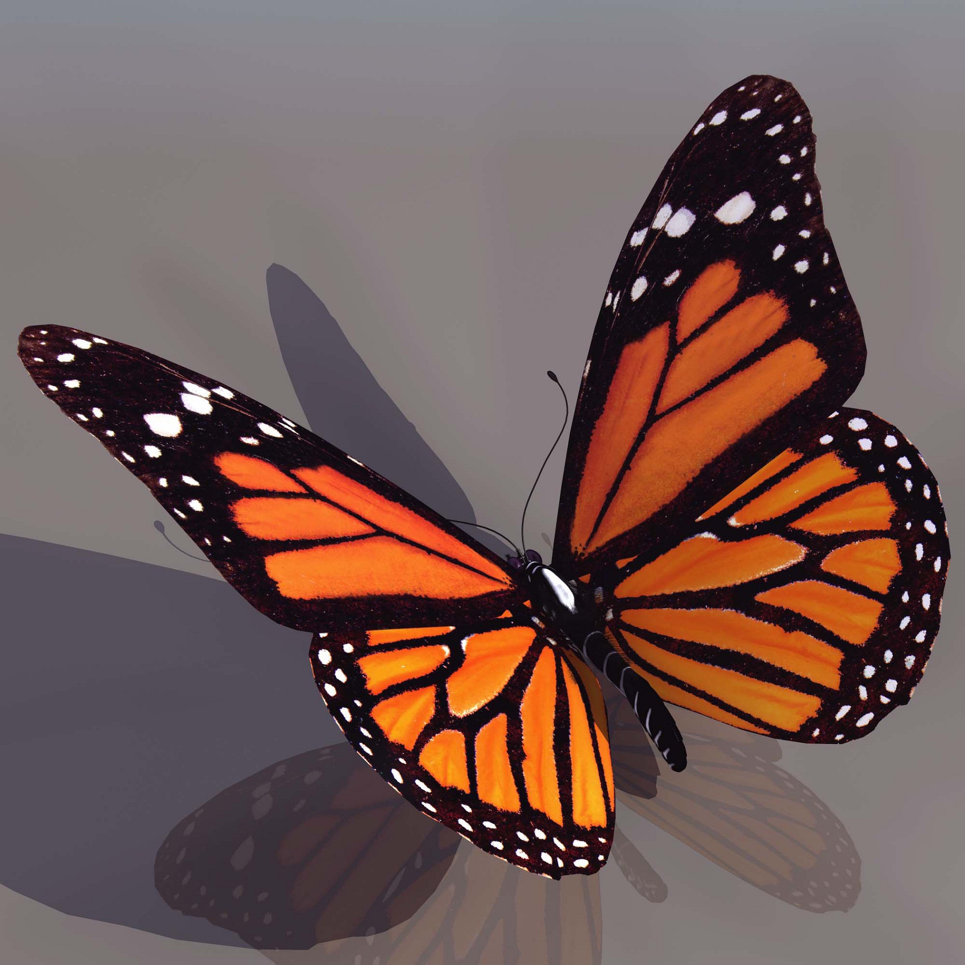 黑脉金斑蝶 monarch butterfly