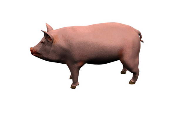 猪 pig