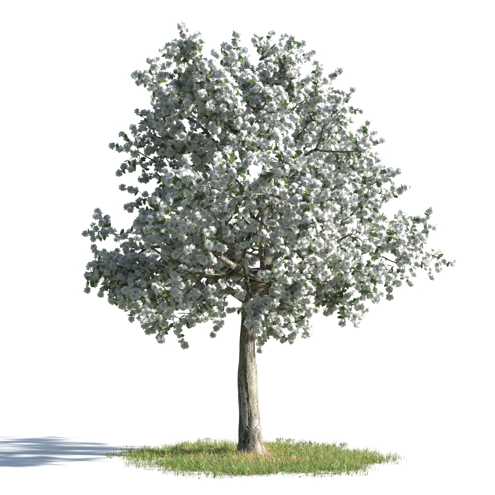 绿色植物合集 各类树木 白花树