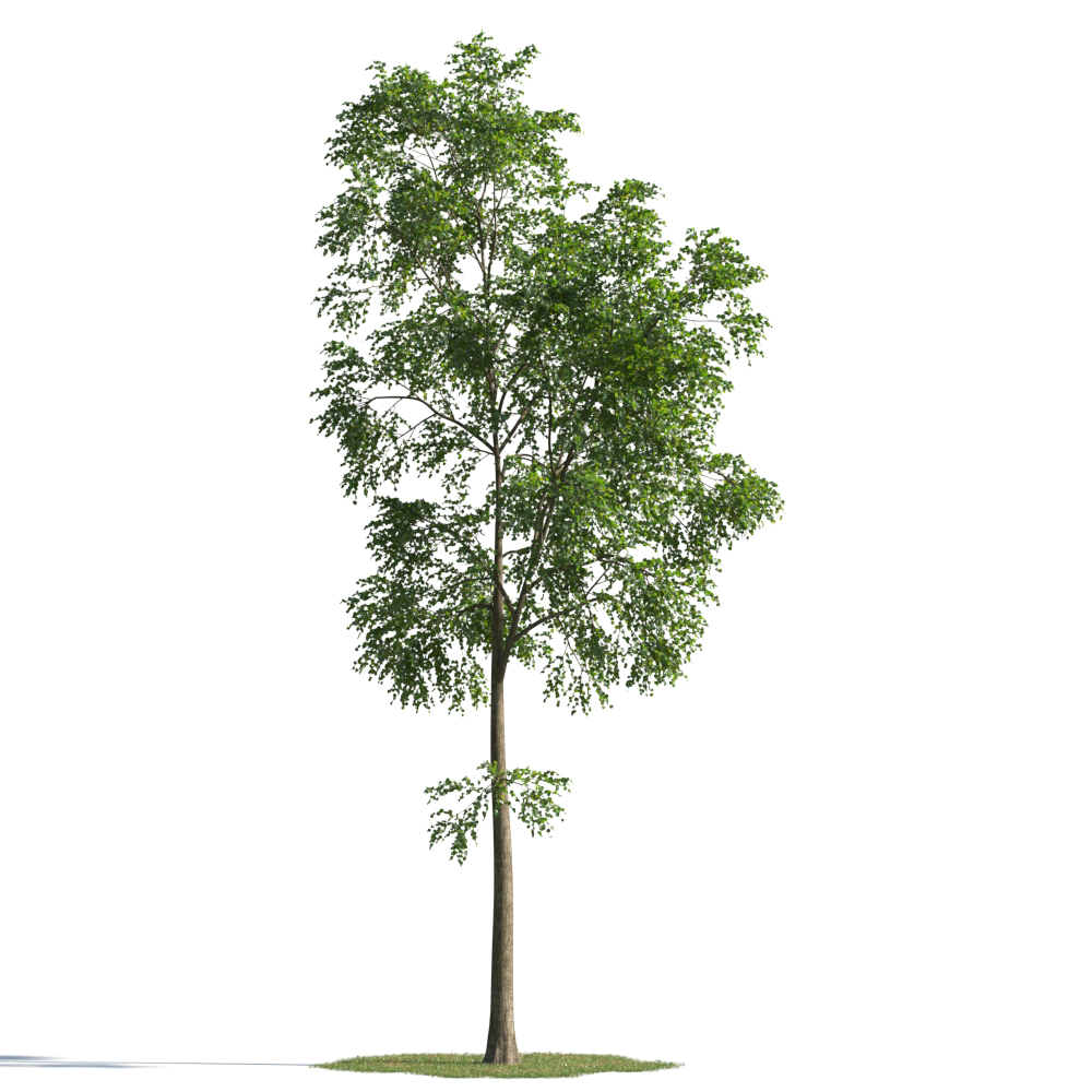 绿色植物合集 各类树木 树木模型