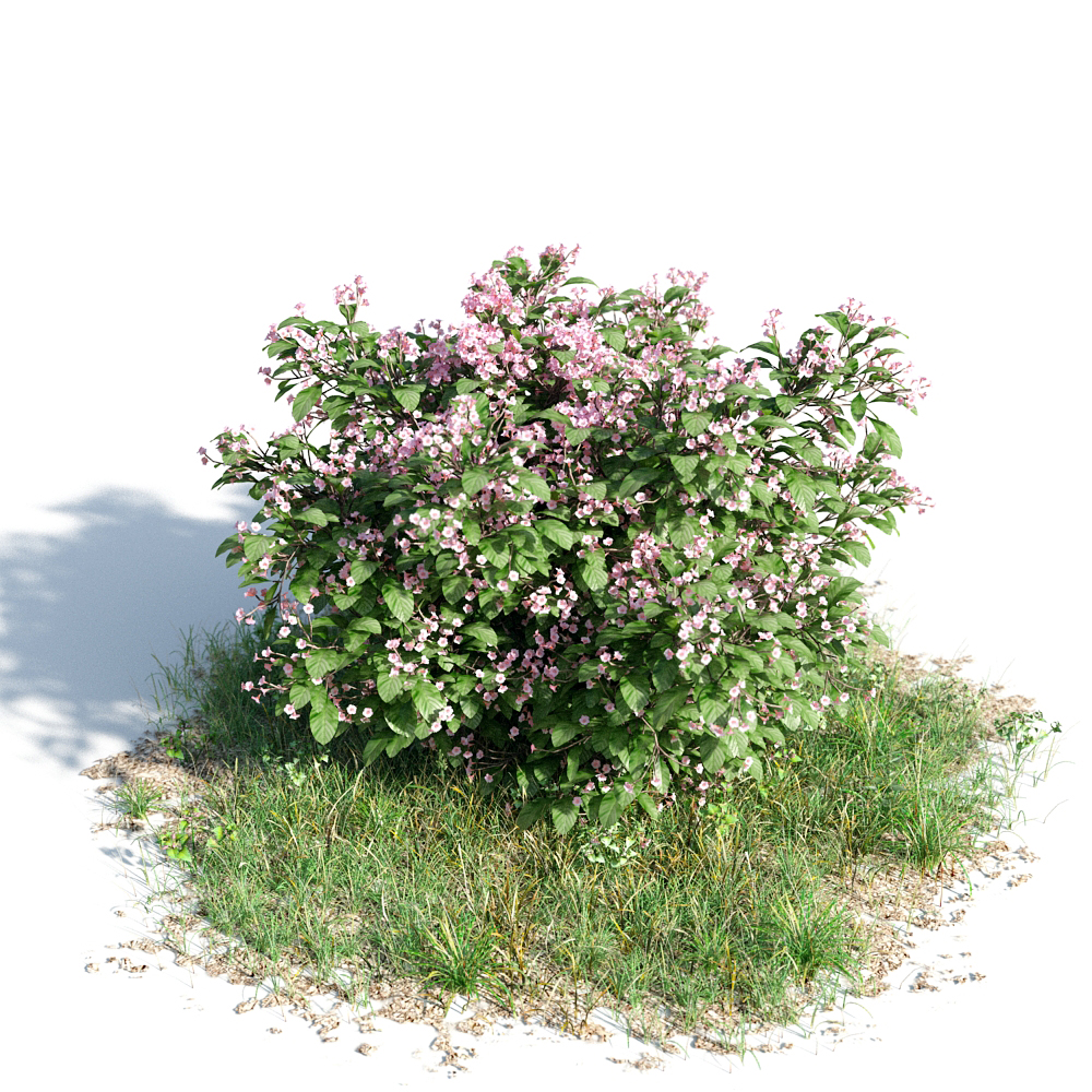绿色植物套系 树木 长春花 Catharanthus roseus