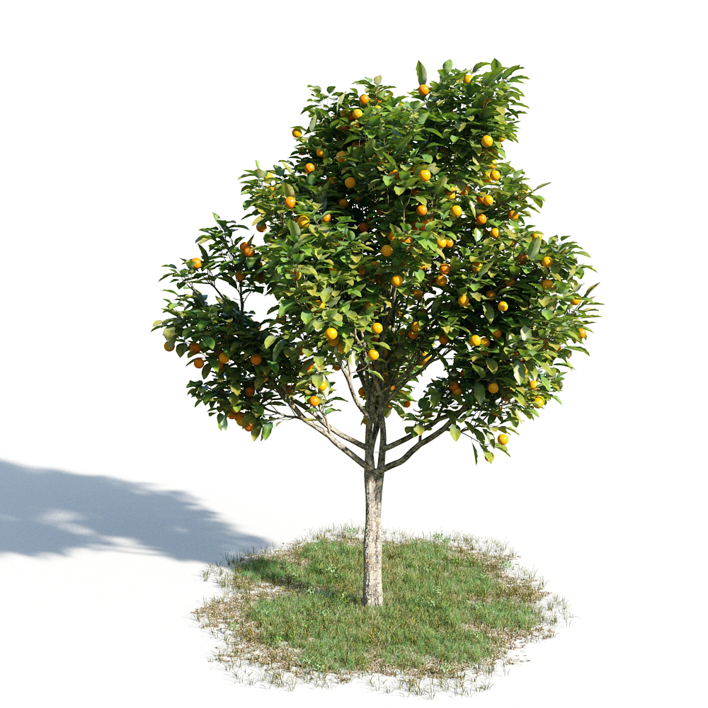 绿色植物套系 树木 橘子树 Citrus Sinensis
