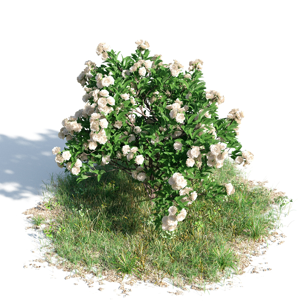 绿色植物套系 树木 栀子花树 Gardenia