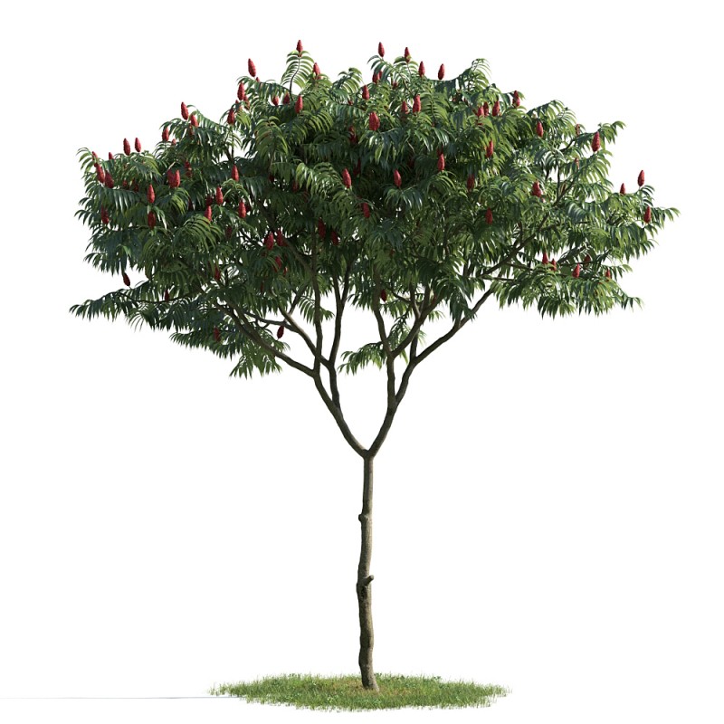 精美树木模型系列 树木模型05