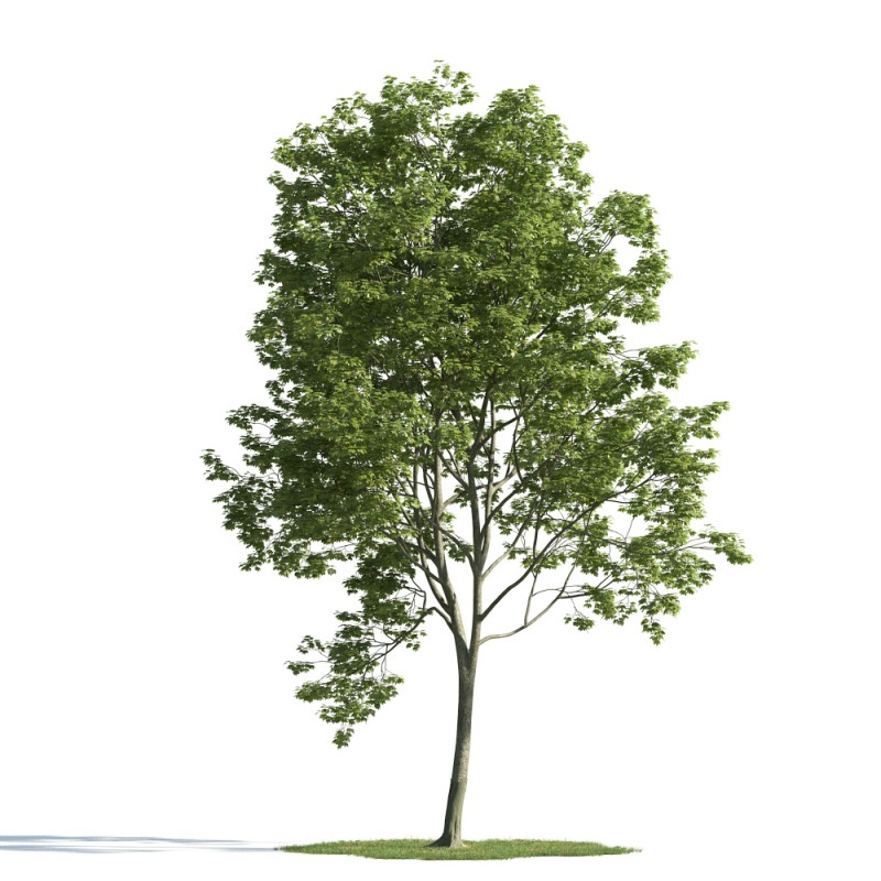 精美树木模型系列 树木模型13