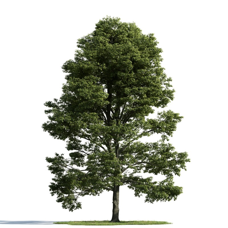 精美树木模型系列 树木模型53