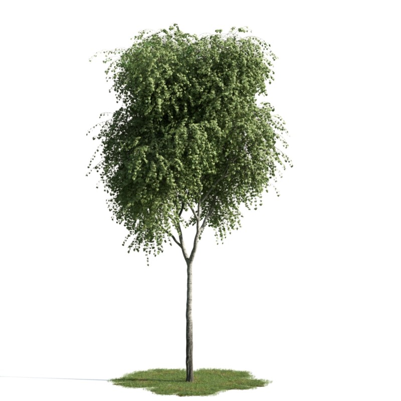 精美树木模型系列 树木模型18