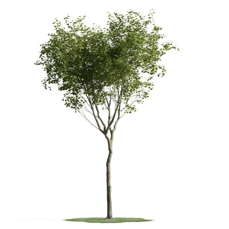 精美树木模型系列 树木模型20