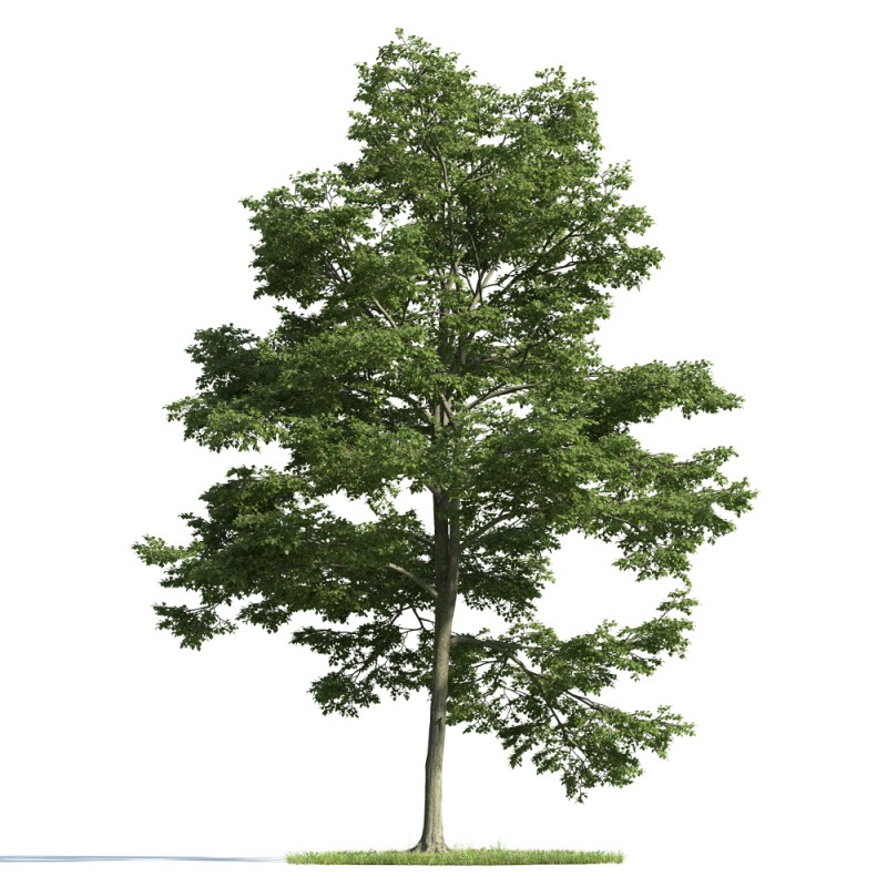精美树木模型系列 树木模型22