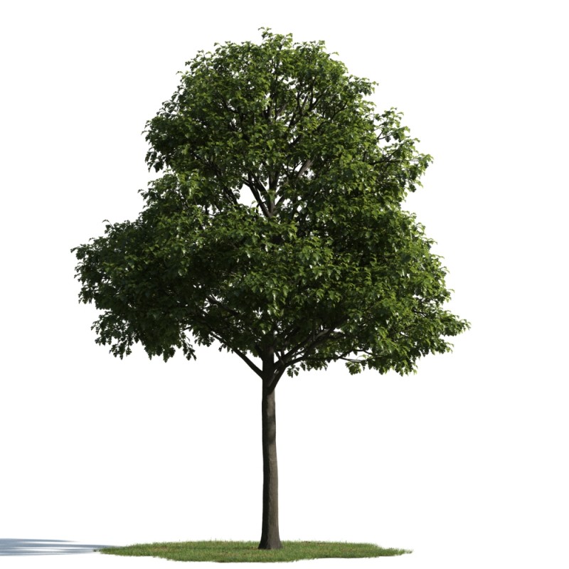 精美树木模型系列 树木模型31