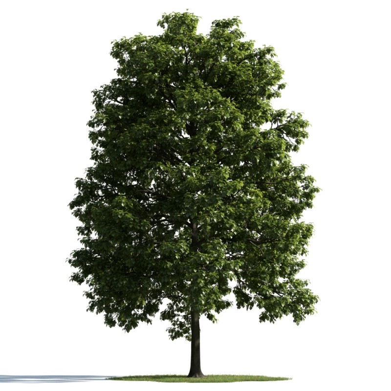 精美树木模型系列 树木模型32