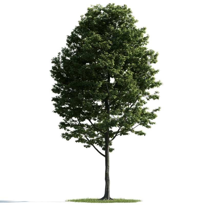 精美树木模型系列 树木模型42