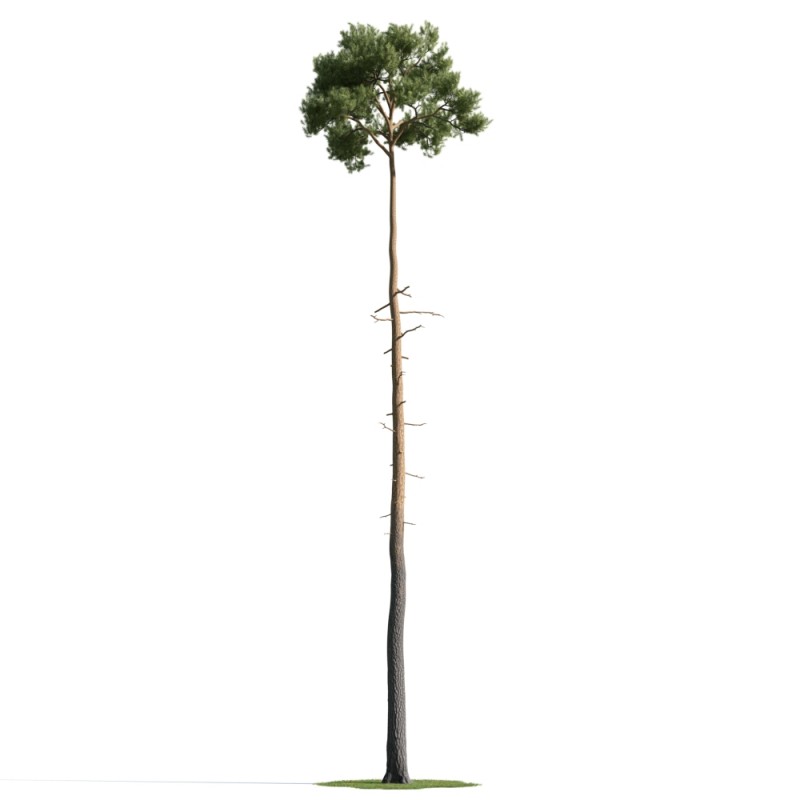 精美树木模型系列 树木模型43