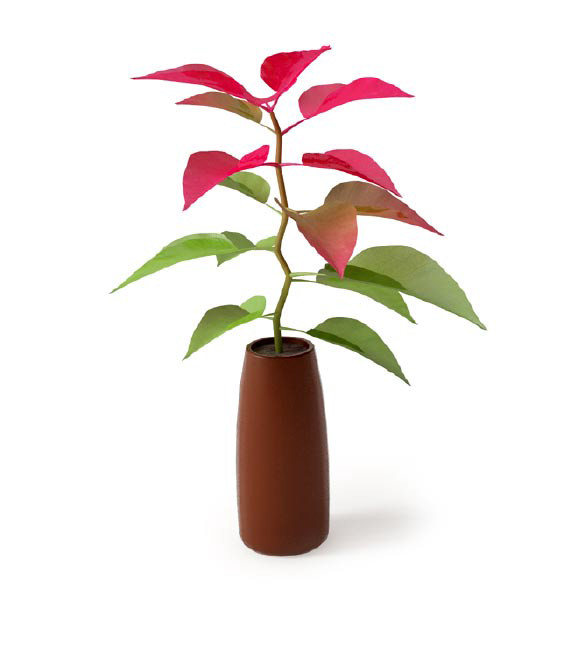 室内植物盆栽系列 一品红