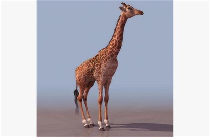 长颈鹿模型