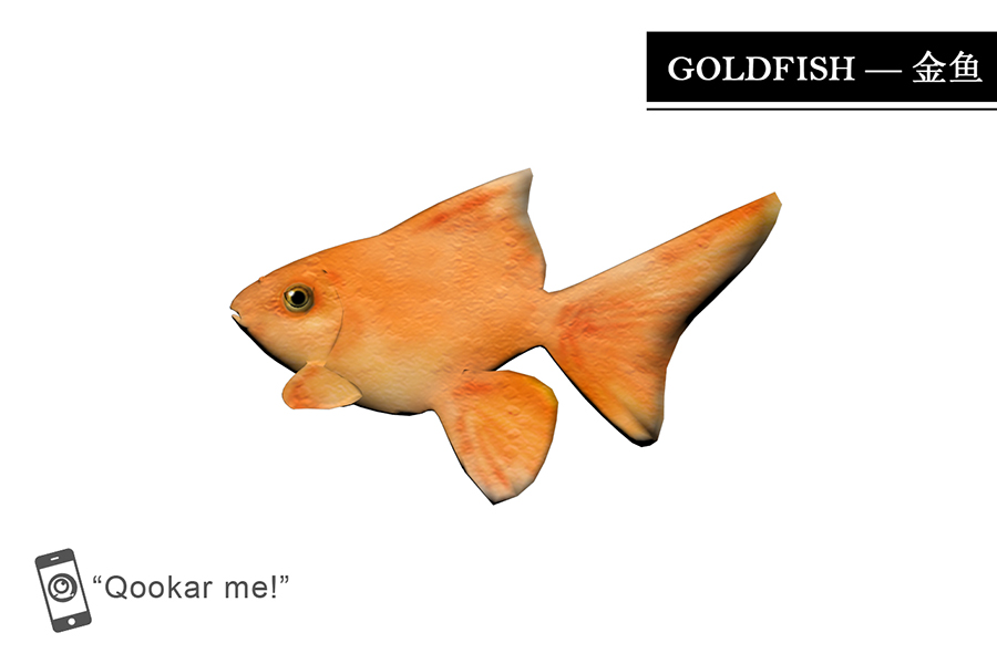 金鱼 goldfish