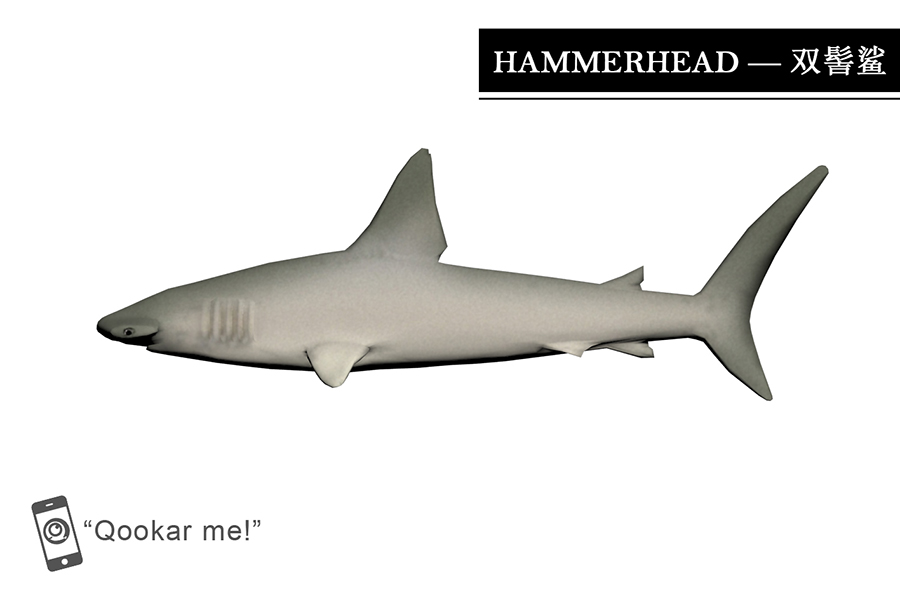 双髻鲨 sphyrnidae