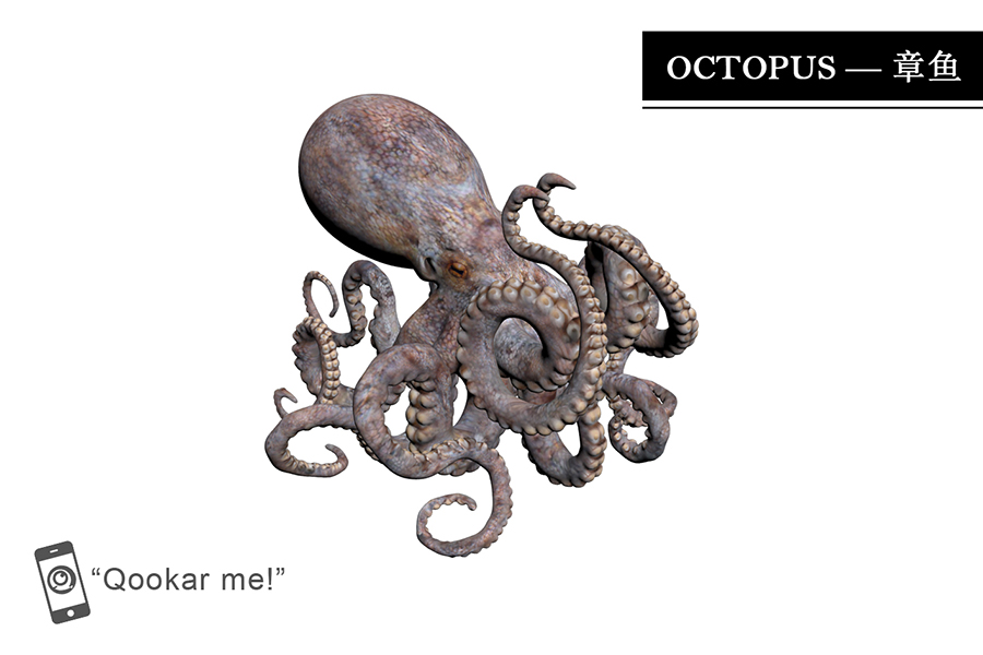 章鱼 octopus