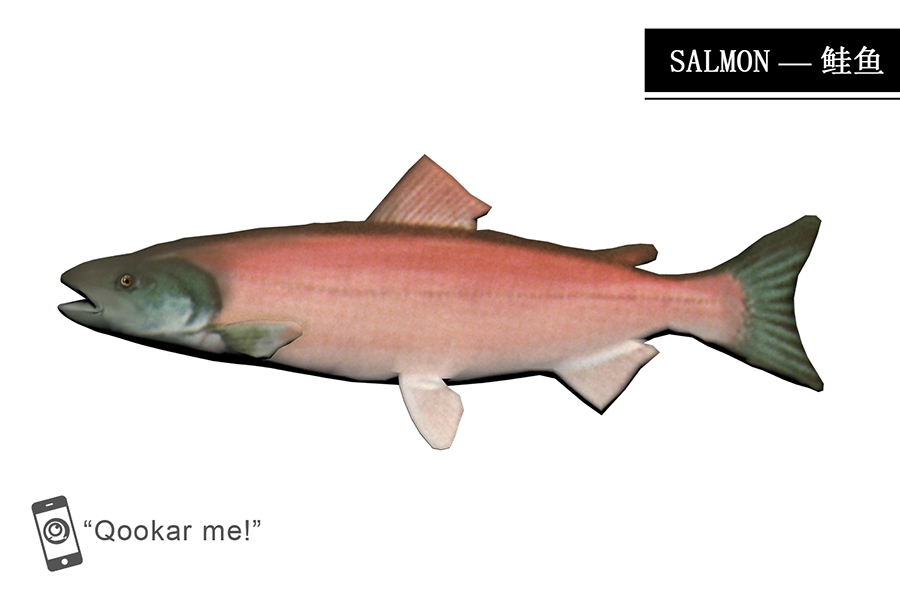 鲑鱼 salmon