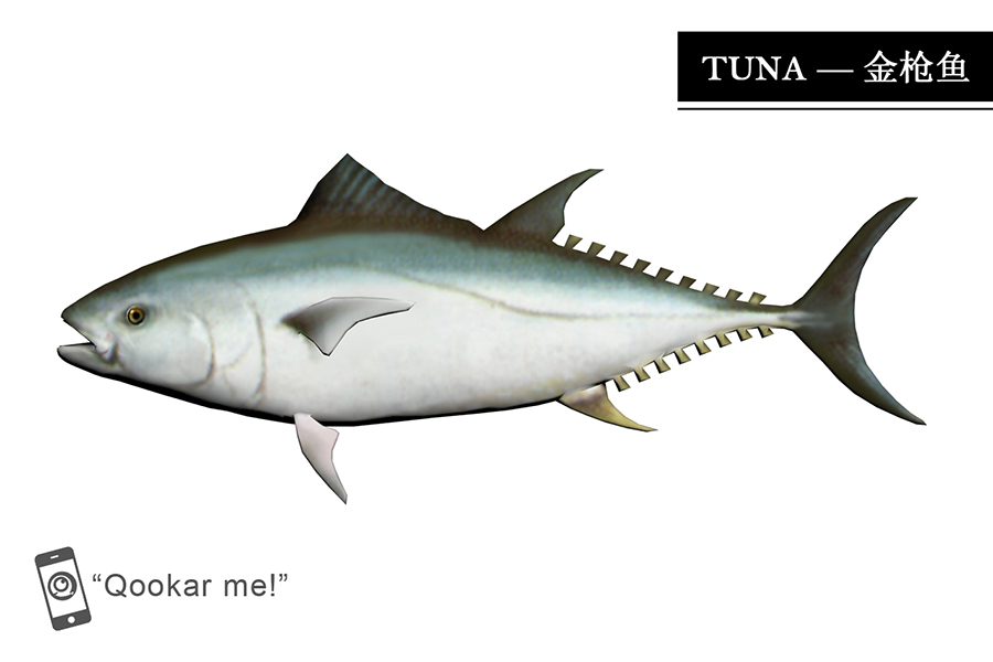 金枪鱼 tuna