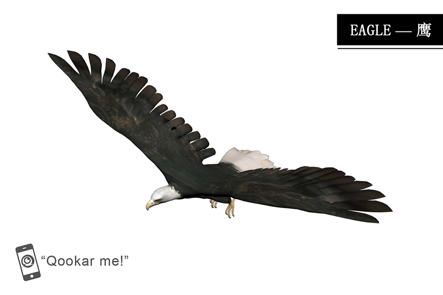 老鹰 eagle