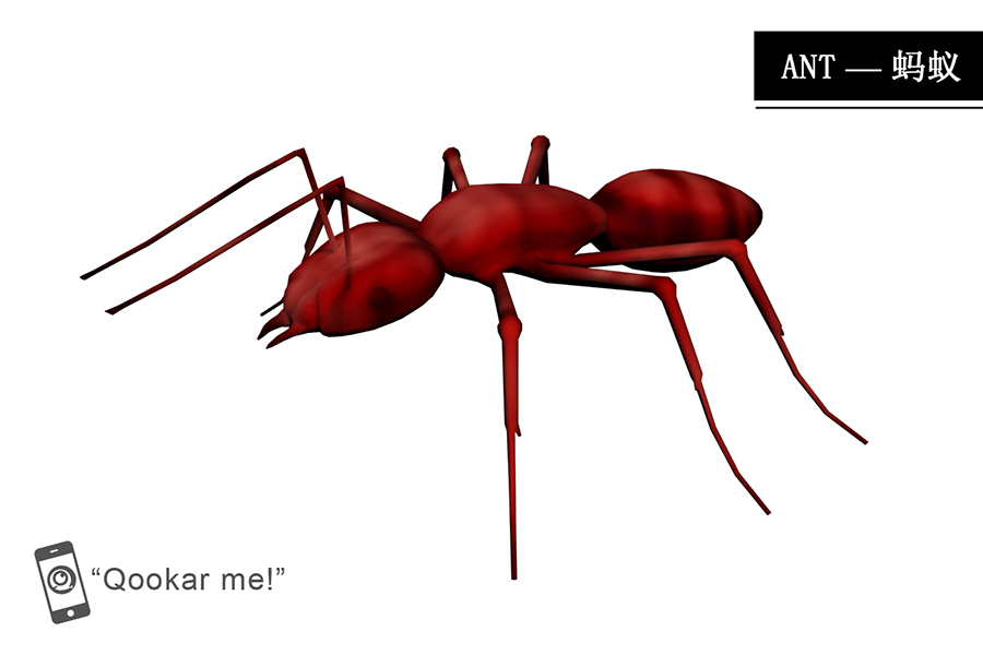 红蚁 ant red