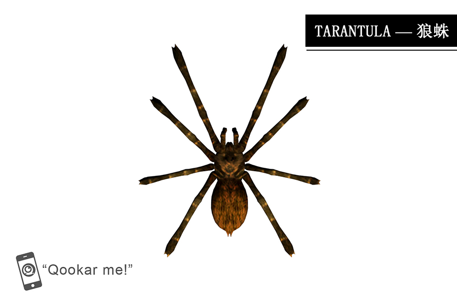 狼蛛 tarantula