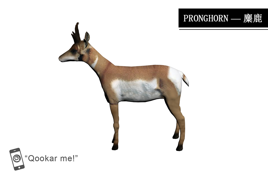 叉角羚 pronghorn
