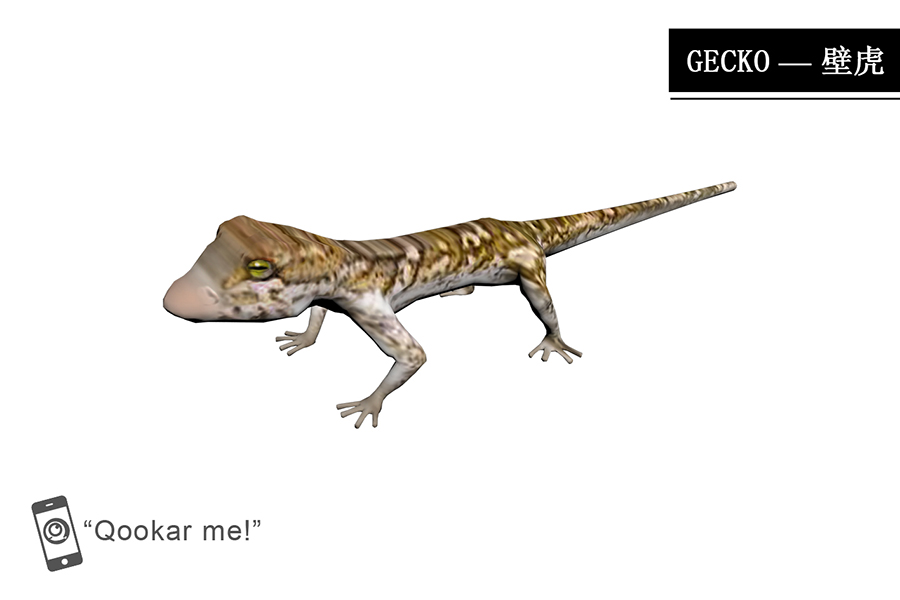 壁虎 gecko