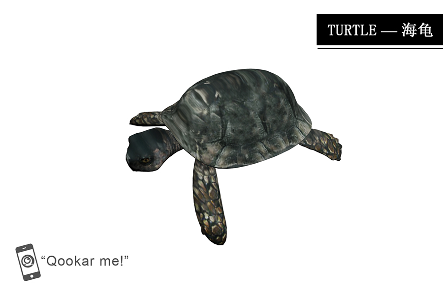 海龟 turtle